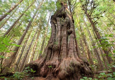 Canadas Gnarliest Tree A Giant Cedar Tree In What Is Called Avatar