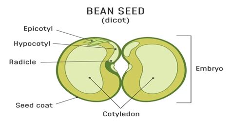 Basic Parts Of A Seed 