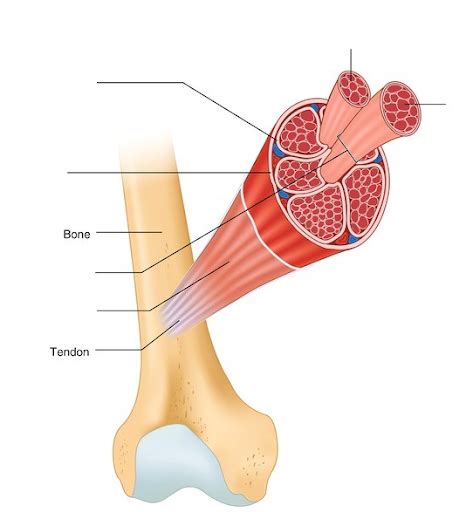 Muscle Gross Anatomy Diagram Diagram Quizlet