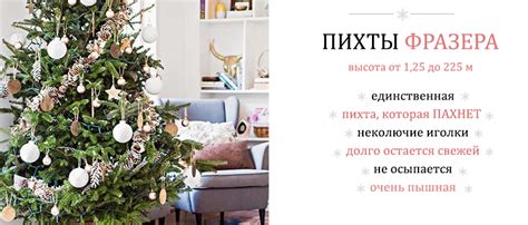 Купить живую елку - пихта Нордмана, пихта фразера, датская елка ...