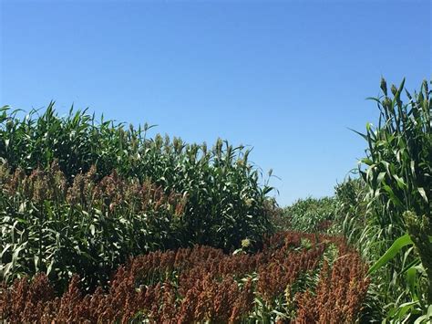 2017 Texas Aandm Agrilife Bushland Forage Sorghum Silage Trial Texas