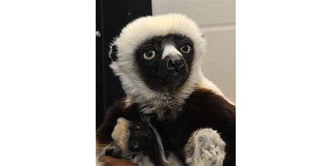 Remembering a star: Jovian, lemur host of Zoboomafoo, passes away ...