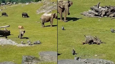 Elephant Falls While Chasing Birds Then Runs To Its Mama Watch