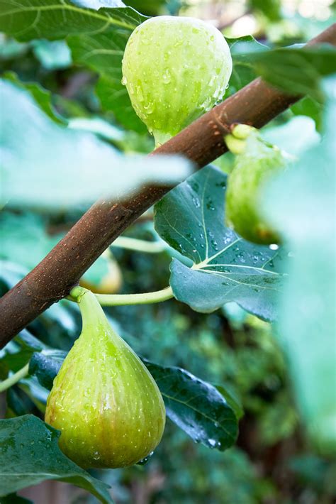 9 Best Dwarf Fruit Trees to Grow in Small Spaces