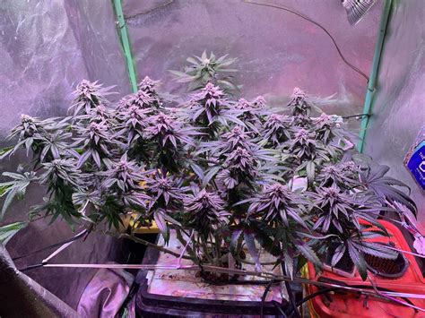 Seedsman Peyote Gorilla Grow Diary Journal Week6 By GreauxCanna