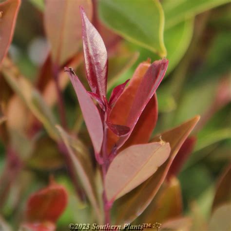 Acmena Lilly Pilly Orange Crush Mm Southern Plants