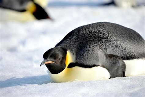 Emperor Penguin – "OCEAN TREASURES" Memorial Library