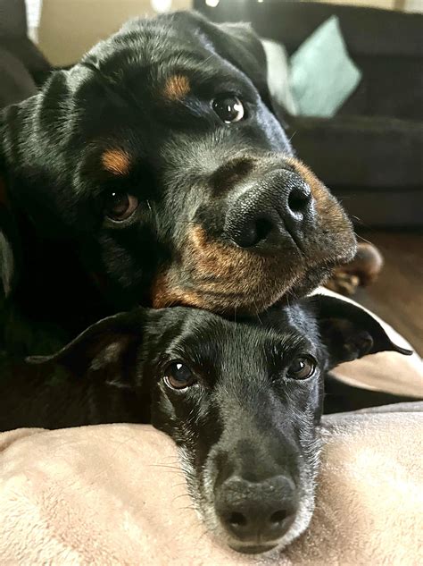 Cuddle Time 🥹 R Rottweiler