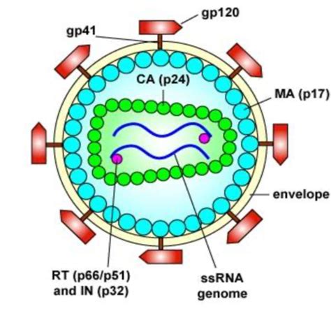 Chapter 10A: HIV & AIDS Flashcards | Quizlet