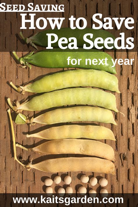 Seed Saving How To Save Bean And Pea Seeds Artofit