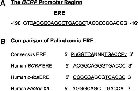 Enhancement Of Bcrp Mrna Expression In Estrogen Receptor Er Positive