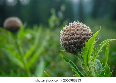 Leuzea Carthamoides Images Stock Photos Vectors Shutterstock