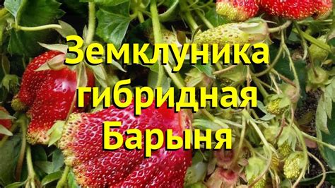 Земклуника гибридная. Краткий обзор, описание характеристик fragaria ...