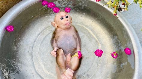 BiBi monkeys have fun and cool off in the countryside | Fun, Cute funny animals, Dance cakes