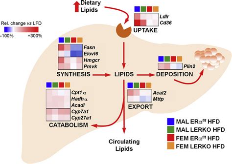 Hepatic Era Confers On Liver A Sex Specific Strategy To Cope With The