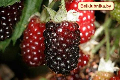 Саженцы ежемалины Бойсенберри - Купить в питомнике в Минске - Доставка ...