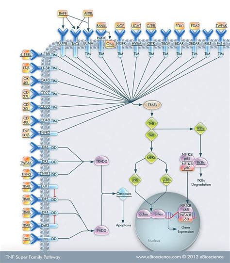 113 best images about Signal transduction pathways on Pinterest ...
