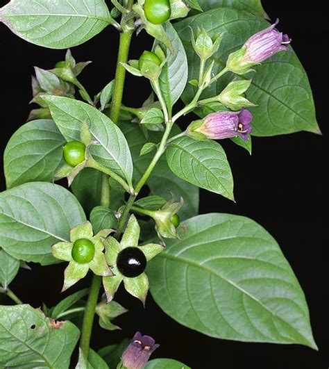 BELLADONNA (Atropa acuminata) ~ MY PHARMACY