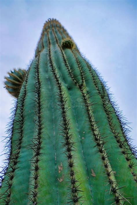 Cactus Saguaro Gigante Con Espinas Agudas Imagen De Archivo Imagen De