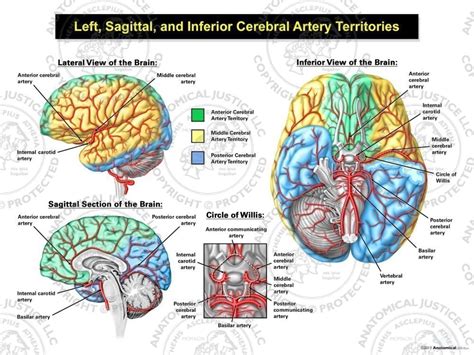 Cerebral Arteries Anatomy