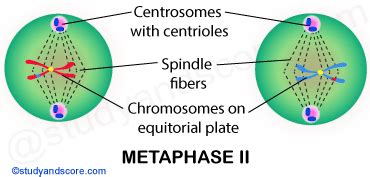 Meiotic cell division: Meiosis I, Meiosis II and significance of meiosis | Study&Score