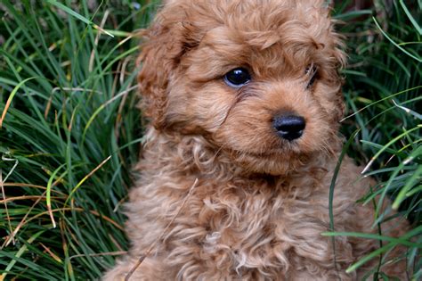 Our Puppies | Camden Cavoodles