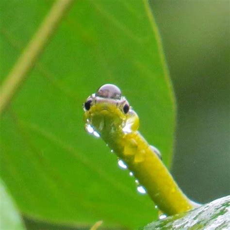 Rainforest Animals Daintree | RAINFOREST ANIMAL