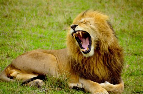 Free Images Landscape Nature Grass Male Wildlife Africa Mane