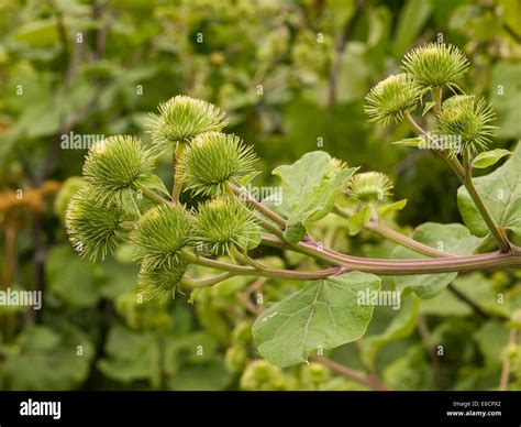 Greater Burdock Arctium Lappa Prickly Seed Heads Burrs Stock Photo Alamy