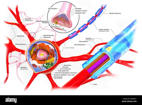 45 Neuron With Labels