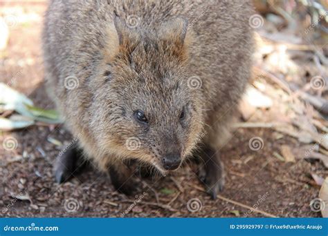 Quokka in a Zoo in Adelaide (australia) Stock Image - Image of quokka, mammal: 295929797