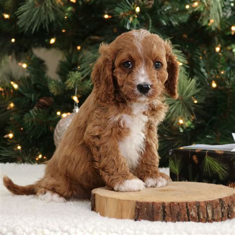 Tucker Cavapoo Puppy For Sale In Narvon Pa Lancaster Puppies