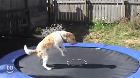 Animals On Trampolines A Supercut Video Huffpost Uk