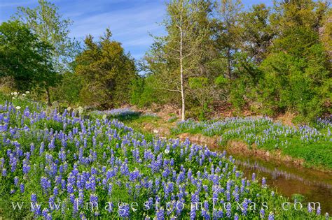 Bluebonnet Creek Afternoon 331 1 Texas Hill Country Images From Texas