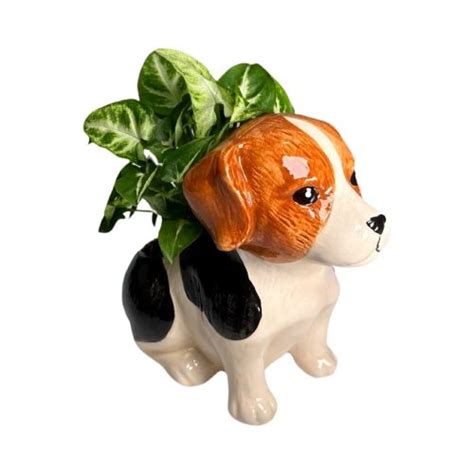 Darling Buds Of Annandale Beagle Dog Planter Darling Buds Florists