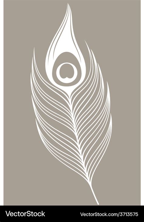 White peacock feather Royalty Free Vector Image