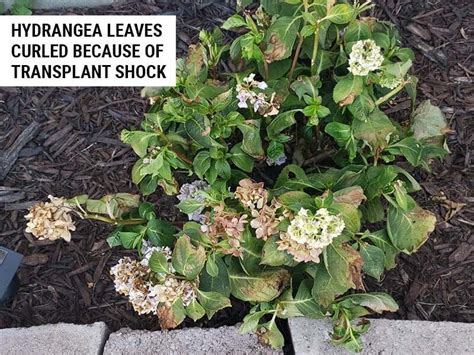 8 Causes of Hydrangea Leaves Curling (And How To Fix) – World of Garden ...