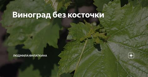 Виноград без косточки | Людмила Филаткина | Дзен