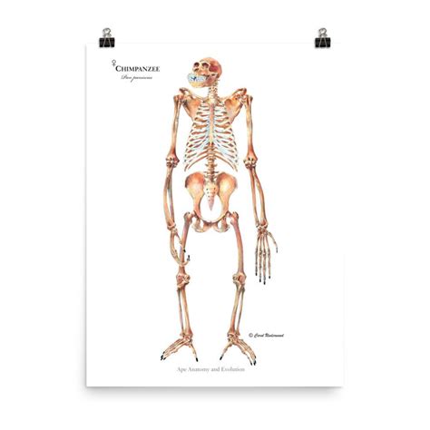 Chimpanzee Skeleton Anterior View Chimp Anatomy Pan Paniscus | Etsy