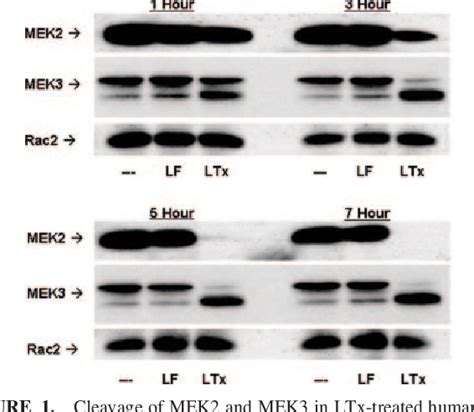 Figure 1 From Bacillus Anthracis Toxins Inhibit Human Neutrophil Nadph Oxidase Activity1