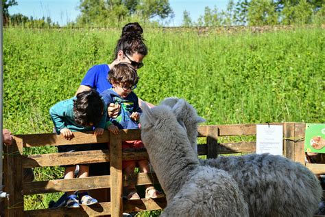 L Actu En Images Animaux F Te Foraine Et Soleil Plus De