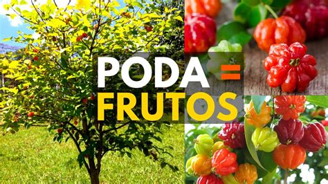 Como E Quando Podar Pitangueira - COMO FAZER A PODA DA PITANGUEIRA PARA FRUTIFICAÇÃO E MANUSEIO - YouTube