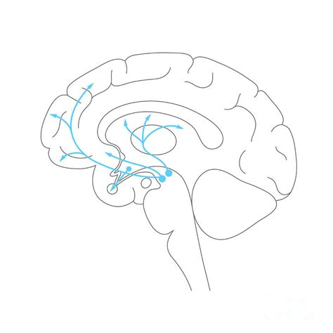 Dopamine Pathway 3 By Pikovit Science Photo Library