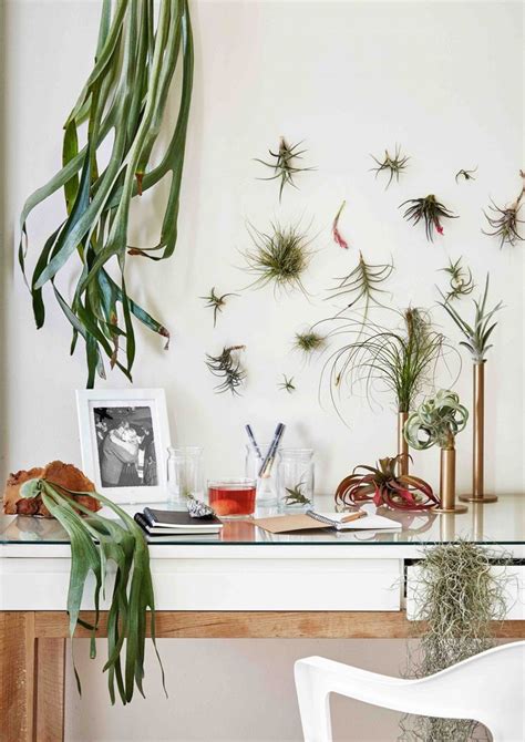 Ideas De Decoración Con Plantas De Aire Air Plants Houseplants Plants