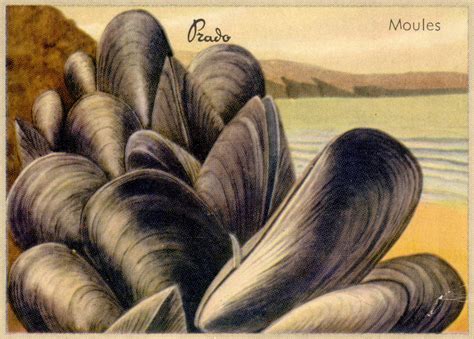 Adventures of the Blackgang: moules / mussels The common name mussel is