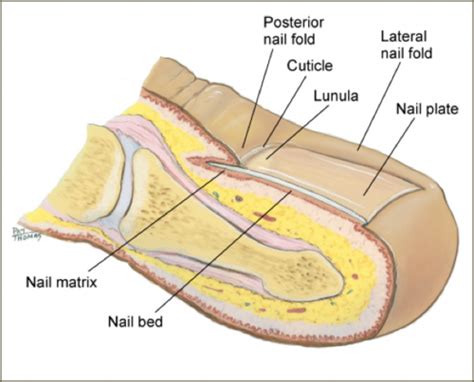 Skin Hair Nails Topic 4 Flashcards Quizlet