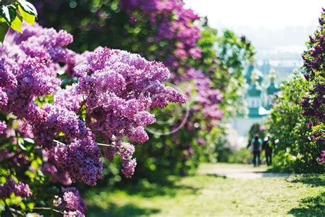 Куст сирени (57 фото) - 57 фото