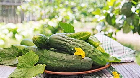 Into The Bloom How To Grow Cucumber At Home During Monsoon HerZindagi