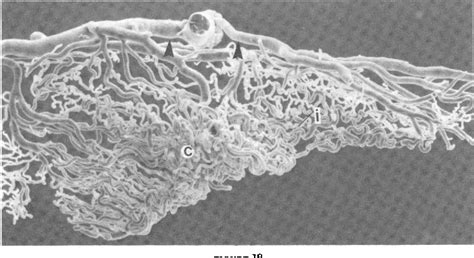 Figure From The Ciliary Vasculature And Its Perturbation With Drugs