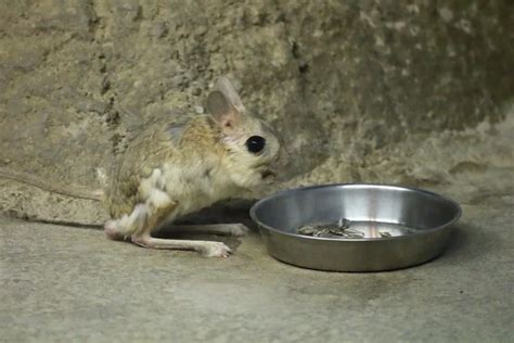 Jerboa: The Adorable Hopping Rodent of the Desert